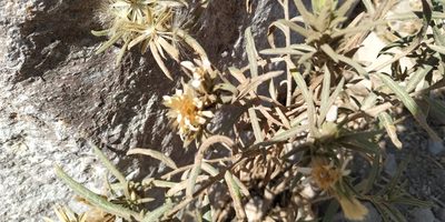 Trixis angustifolia, photographed by Tereso Hernández Morales