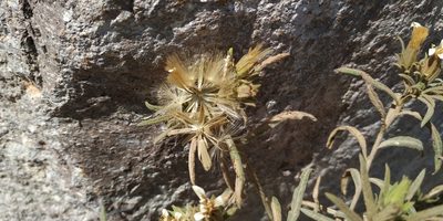 Trixis angustifolia, photographed by Tereso Hernández Morales