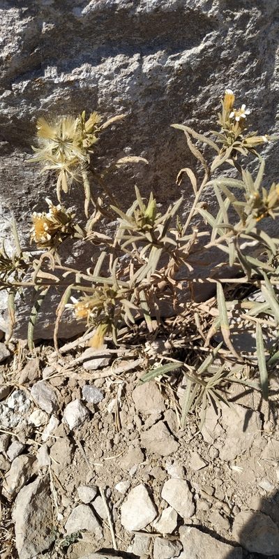 Trixis angustifolia, photographed by Tereso Hernández Morales