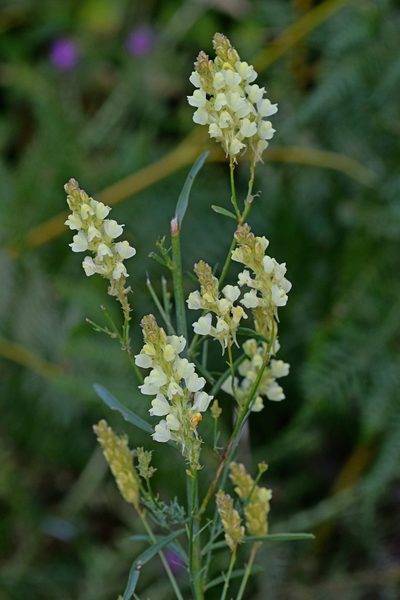 Linaria peloponnesiaca, photographed by Kostas Zontanos