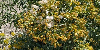 Barkleyanthus salicifolius, photographed by Tereso Hernández Morales