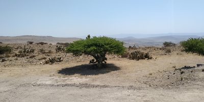 Vachellia schaffneri, photographed by Tereso Hernández Morales