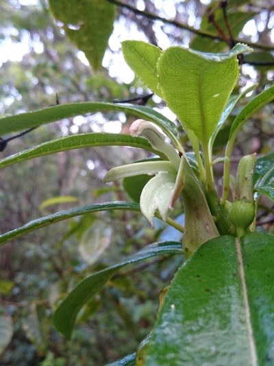 Clermontia fauriei, photographed by Abby Darrah