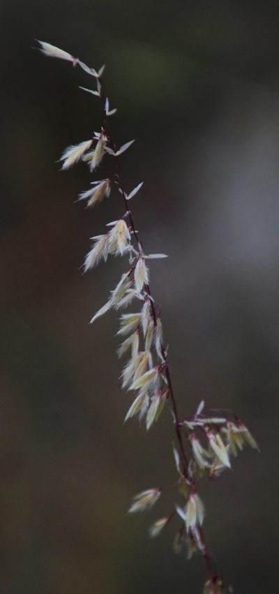 Ehrharta thunbergii, photographed by Tony Rebelo