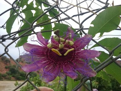 Passiflora cincinnata, photographed by Ramon and Suzanne Vargas