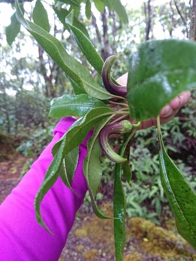 Clermontia fauriei, photographed by Abby Darrah