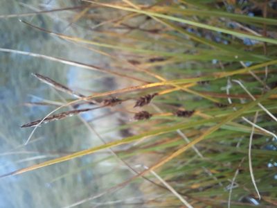 Carex sinclairii, photographed by Alice Shanks