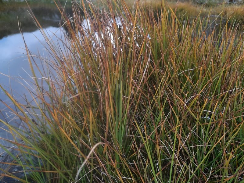 Carex sinclairii, photographed by Alice Shanks