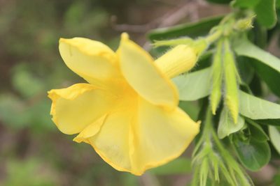 Pentalinon luteum, photographed by Brian Oakes Haiti Hunter