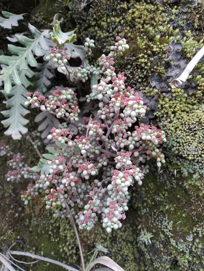 Pilea serpyllacea, photographed by Alfredo F. Fuentes Claros