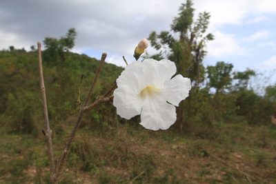 Tabebuia calcicola, photographed by Brian Oakes Haiti Hunter