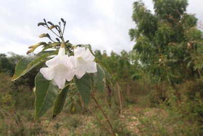 Tabebuia calcicola, photographed by Brian Oakes Haiti Hunter