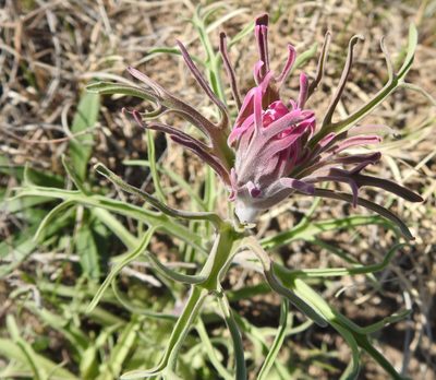 Castilleja purpurea, photographed by saltyhiker