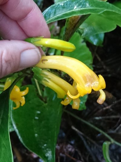 Scaevola glabra, photographed by Abby Darrah