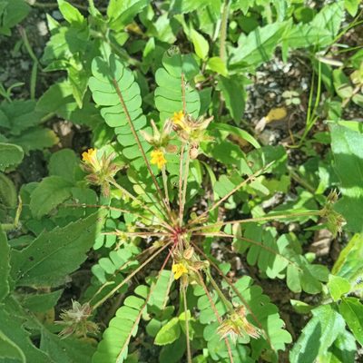 Biophytum sensitivum, photographed by Beah Vega