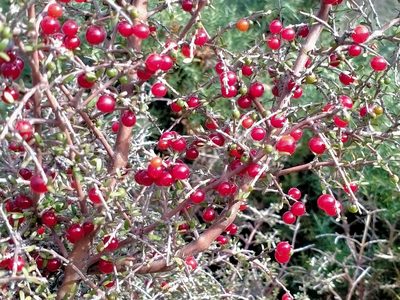 Coprosma decurva, photographed by John Barkla