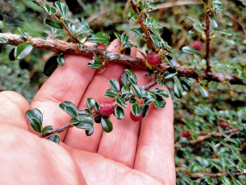 Cotoneaster microphyllus, photographed by John Barkla