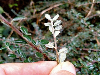 Cotoneaster microphyllus, photographed by John Barkla