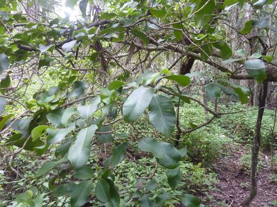 Xanthostemon oppositifolius, photographed by Tony van Kampen