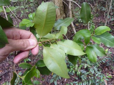 Xanthostemon oppositifolius, photographed by Tony van Kampen