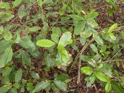 Xanthostemon oppositifolius, photographed by Tony van Kampen