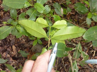 Xanthostemon oppositifolius, photographed by Tony van Kampen