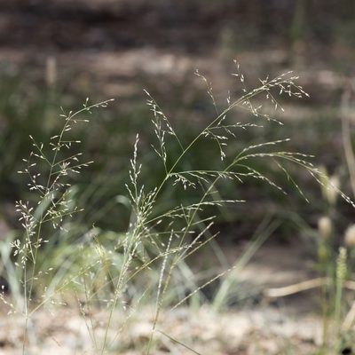 Eragrostis parviflora, photographed by Kym Nicolson