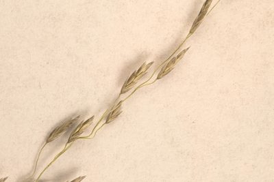 Eragrostis parviflora, photographed by Kym Nicolson