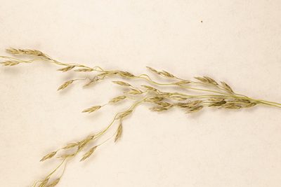 Eragrostis parviflora, photographed by Kym Nicolson