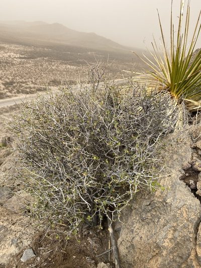 Bernardia obovata, photographed by Matt Berger