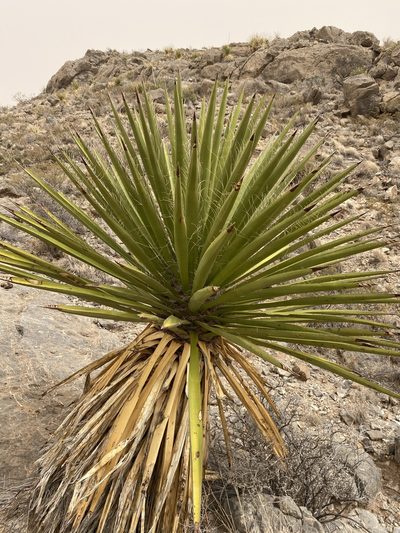Yucca faxoniana, photographed by Matt Berger