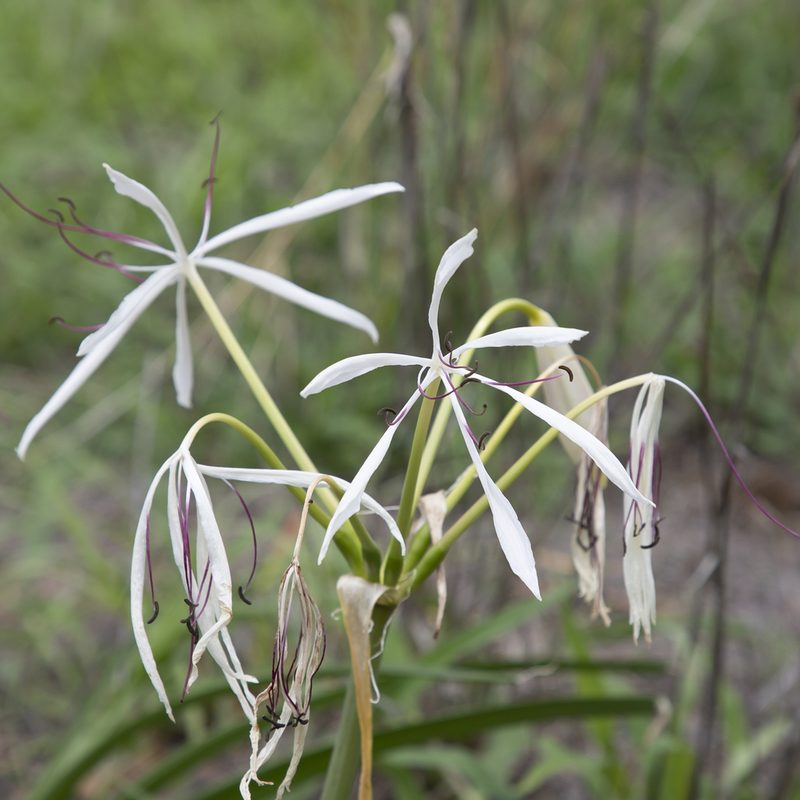 Crinum arenarium, photographed by Kym Nicolson