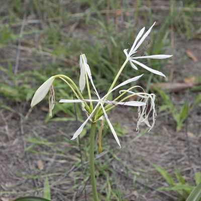 Crinum arenarium, photographed by Kym Nicolson