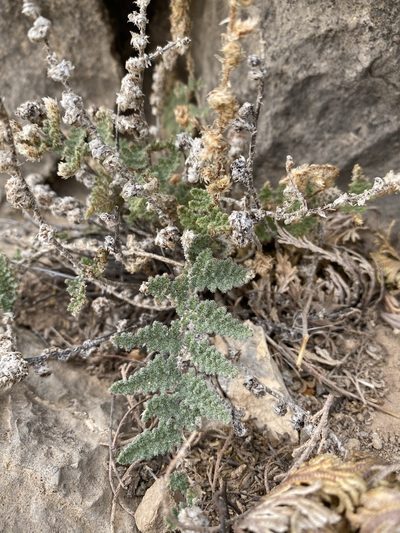 Myriopteris windhamii, photographed by Matt Berger