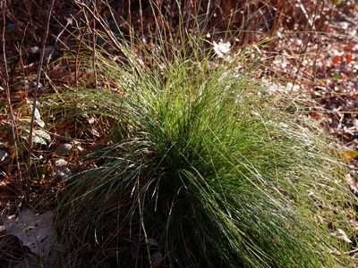 Xerophyllum asphodeloides, photographed by Bonnie Semmling