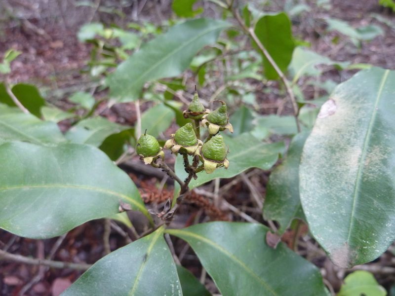 Xanthostemon oppositifolius, photographed by Tony van Kampen