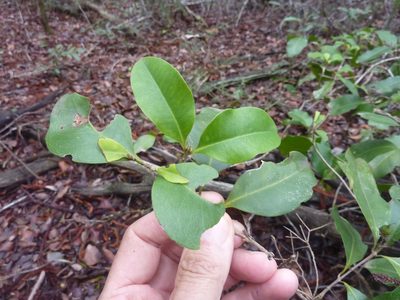 Xanthostemon oppositifolius, photographed by Tony van Kampen