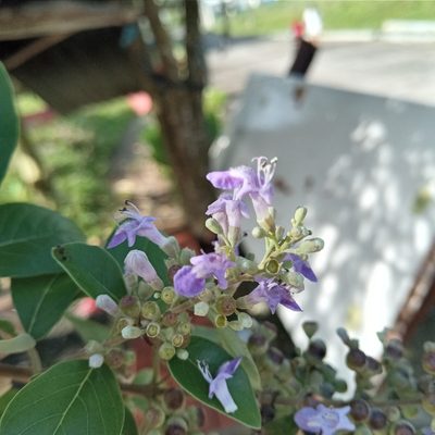 Vitex trifolia, photographed by Beah Vega