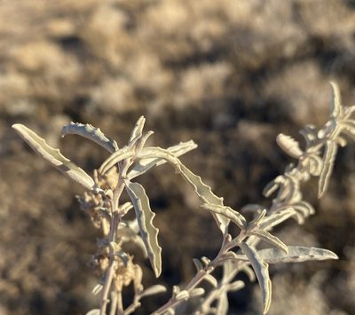 Atriplex acanthocarpa, photographed by Matt Berger