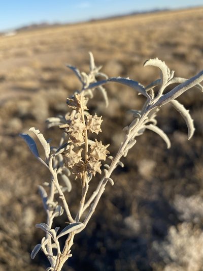 Atriplex acanthocarpa, photographed by Matt Berger