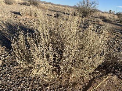 Atriplex obovata, photographed by Matt Berger