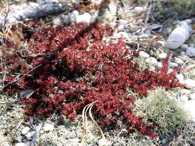 Pyxidanthera barbulata, photographed by Bonnie Semmling