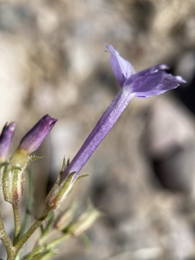 Ipomopsis laxiflora, photographed by Matt Berger