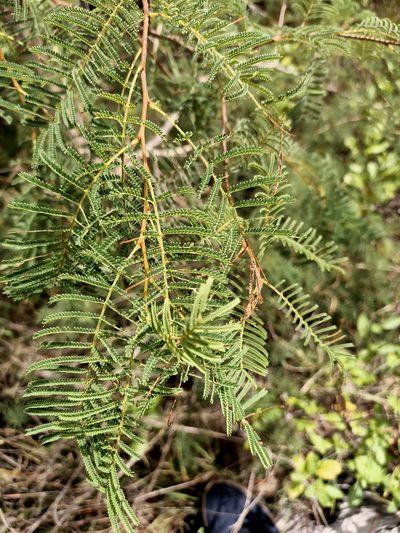 Vachellia bidwillii, photographed by Isaiah Findley