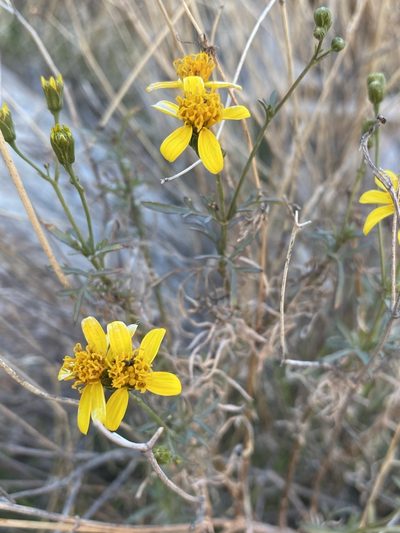 Coreocarpus arizonicus, photographed by Matt Berger