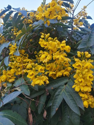 Senna viarum, photographed by GERMAN LEONEL SARMIENTO CRUZ