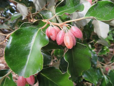 Elaeagnus macrophylla, photographed by Marco Mussita