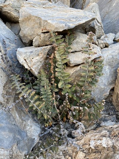 Notholaena aschenborniana, photographed by Matt Berger