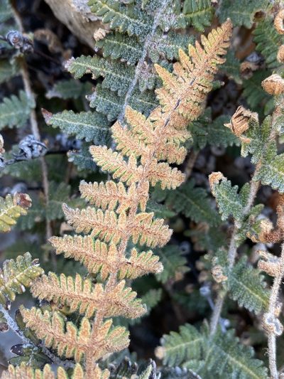 Notholaena aschenborniana, photographed by Matt Berger