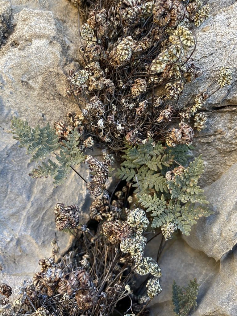 Notholaena neglecta, photographed by Matt Berger